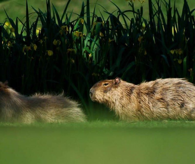A capybara beside one of the club's lakes